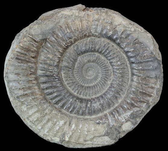 Dactylioceras Ammonite Fossil - England #52654